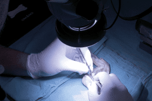 habilidades microcirugía