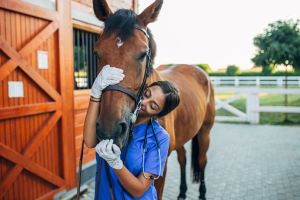 Cuidados básicos del caballo de deporte