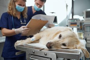 Diplomado en Anestesia veterinaria y cuidado del paciente crítico