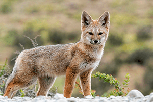 Introducción al reconocimiento de la fauna terrestre nativa de Chile