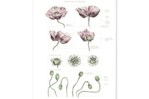 Estéticas botánicas Arte y representación científica del mundo vegetal