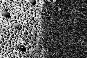 Biofabricación con micelio: metodologías de cultivo, diseño y fabricación